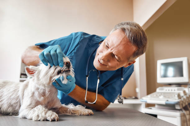 Best Emergency Dentist for Knocked-Out Tooth in Trevorton, PA
